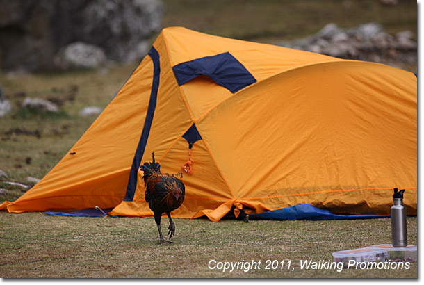 Rooster in camp on the Santa Cruz Trek, Peru